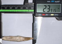 Load image into Gallery viewer, Rare Gavialimimus Mosasaur Tooth 2.39 Inches! Dinosaur Era Marine Reptile!