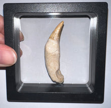 Load image into Gallery viewer, Rare Gavialimimus Mosasaur Tooth 2.39 Inches! Dinosaur Era Marine Reptile!