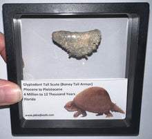 Load image into Gallery viewer, Framed Glyptodont Fossil Tail Scute One per Order!