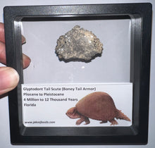 Load image into Gallery viewer, Framed Glyptodont Fossil Tail Scute One per Order!