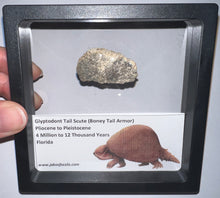 Load image into Gallery viewer, Framed Glyptodont Fossil Tail Scute One per Order!