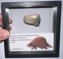 Load image into Gallery viewer, Framed Glyptodont Fossil Tail Scute One per Order!
