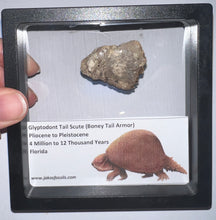 Load image into Gallery viewer, Framed Glyptodont Fossil Tail Scute One per Order!
