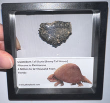 Load image into Gallery viewer, Framed Glyptodont Fossil Tail Scute One per Order!