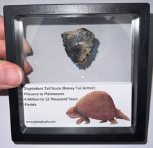 Load image into Gallery viewer, Framed Glyptodont Fossil Tail Scute One per Order!