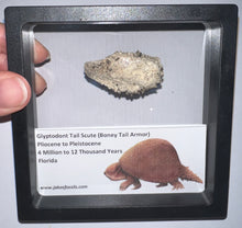 Load image into Gallery viewer, Framed Glyptodont Fossil Tail Scute One per Order!