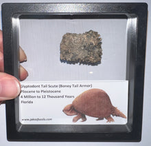 Load image into Gallery viewer, Framed Glyptodont Fossil Tail Scute One per Order!
