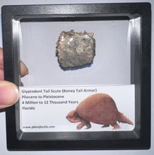 Load image into Gallery viewer, Framed Glyptodont Fossil Tail Scute One per Order!