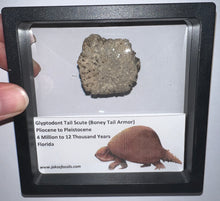 Load image into Gallery viewer, Framed Glyptodont Fossil Tail Scute One per Order!
