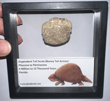 Load image into Gallery viewer, Framed Glyptodont Fossil Tail Scute One per Order!