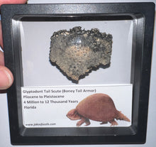 Load image into Gallery viewer, Large Framed Glyptodont Fossil Tail Scute One per Order!