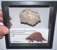 Load image into Gallery viewer, Large Framed Glyptodont Fossil Tail Scute One per Order!