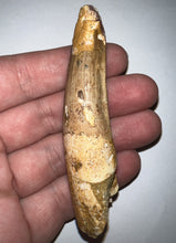 Load image into Gallery viewer, HUGE Spinosaur Fossil Dinosaur Tooth 3.463 Inches with Display Stand and Case