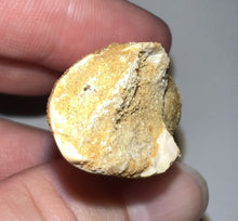 Load image into Gallery viewer, HUGE Spinosaur Fossil Dinosaur Tooth 3.463 Inches with Display Stand and Case