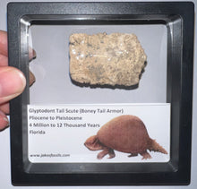 Load image into Gallery viewer, Large Framed Glyptodont Fossil Tail Scute One per Order!