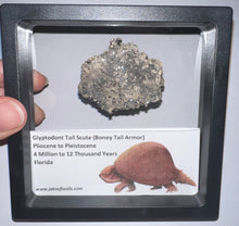Load image into Gallery viewer, Large Framed Glyptodont Fossil Tail Scute One per Order!