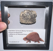 Load image into Gallery viewer, Large Framed Glyptodont Fossil Tail Scute One per Order!