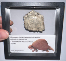 Load image into Gallery viewer, Large Framed Glyptodont Fossil Tail Scute One per Order!