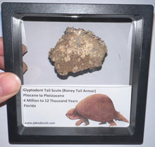 Load image into Gallery viewer, Large Framed Glyptodont Fossil Tail Scute One per Order!