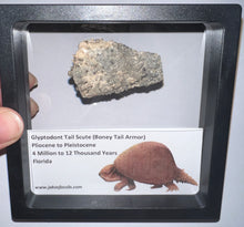 Load image into Gallery viewer, Large Framed Glyptodont Fossil Tail Scute One per Order!