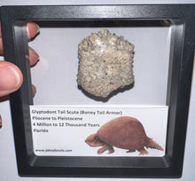 Load image into Gallery viewer, Large Framed Glyptodont Fossil Tail Scute One per Order!