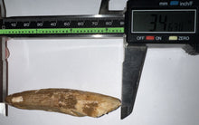 Load image into Gallery viewer, HUGE Spinosaur Fossil Dinosaur Tooth 3.463 Inches with Display Stand and Case