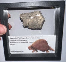 Load image into Gallery viewer, Large Framed Glyptodont Fossil Tail Scute One per Order!