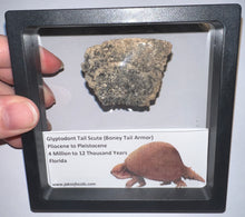 Load image into Gallery viewer, Large Framed Glyptodont Fossil Tail Scute One per Order!