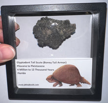 Load image into Gallery viewer, Large Framed Glyptodont Fossil Tail Scute One per Order!