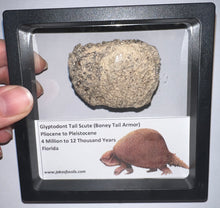 Load image into Gallery viewer, Large Framed Glyptodont Fossil Tail Scute One per Order!