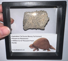 Load image into Gallery viewer, Large Framed Glyptodont Fossil Tail Scute One per Order!