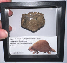 Load image into Gallery viewer, Large Framed Glyptodont Fossil Tail Scute One per Order!