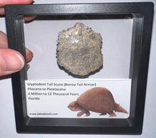 Load image into Gallery viewer, Large Framed Glyptodont Fossil Tail Scute One per Order!