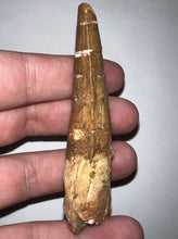 Load image into Gallery viewer, HUGE Spinosaur Fossil Dinosaur Tooth 3.22 Inches with Display Stand and Case