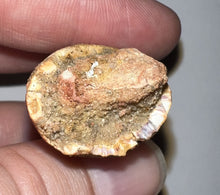 Load image into Gallery viewer, HUGE Spinosaur Fossil Dinosaur Tooth 3.22 Inches with Display Stand and Case