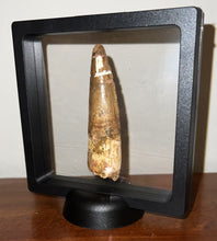 Load image into Gallery viewer, HUGE Spinosaur Fossil Dinosaur Tooth 3.22 Inches with Display Stand and Case