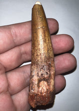 Load image into Gallery viewer, HUGE Spinosaur Fossil Dinosaur Tooth 3.39 Inches with Display Stand and Case