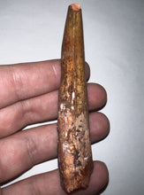 Load image into Gallery viewer, HUGE Spinosaur Fossil Dinosaur Tooth 3.39 Inches with Display Stand and Case