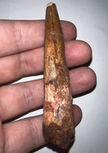 Load image into Gallery viewer, HUGE Spinosaur Fossil Dinosaur Tooth 3.39 Inches with Display Stand and Case