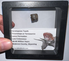 Load image into Gallery viewer, Framed Triceratops type Ceratopsian Tooth Lot One Per Order .5 Inches