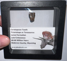 Load image into Gallery viewer, Framed Triceratops type Ceratopsian Tooth Lot One Per Order .5 Inches