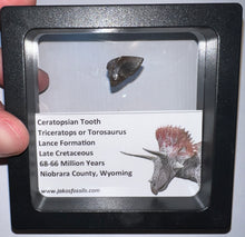 Load image into Gallery viewer, Framed Triceratops type Ceratopsian Tooth Lot One Per Order .5 Inches