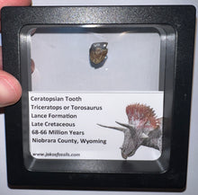 Load image into Gallery viewer, Framed Triceratops type Ceratopsian Tooth Lot One Per Order .5 Inches