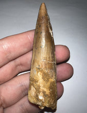 Load image into Gallery viewer, HUGE Spinosaur Fossil Dinosaur Tooth 3.22 Inches with Display Stand and Case