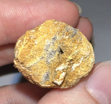 Load image into Gallery viewer, HUGE Spinosaur Fossil Dinosaur Tooth 3.22 Inches with Display Stand and Case