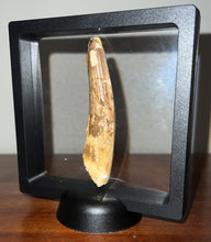 Load image into Gallery viewer, HUGE Spinosaur Fossil Dinosaur Tooth 3.463 Inches with Display Stand and Case