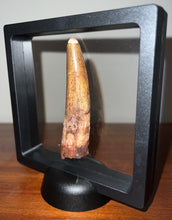 Load image into Gallery viewer, HUGE Spinosaur Fossil Dinosaur Tooth 3.39 Inches with Display Stand and Case
