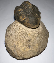 Load image into Gallery viewer, Enrolled Morocops Fossil Trilobite 1.28 Inches