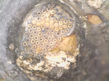 Load image into Gallery viewer, Enrolled Morocops Fossil Trilobite 1.28 Inches