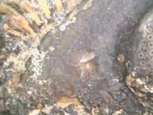 Load image into Gallery viewer, Enrolled Morocops Fossil Trilobite 1.28 Inches